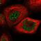 RAD23 Homolog B, Nucleotide Excision Repair Protein antibody, PA5-56237, Invitrogen Antibodies, Immunofluorescence image 