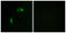 Collagen Type XIV Alpha 1 Chain antibody, LS-C119470, Lifespan Biosciences, Immunofluorescence image 