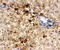 One Cut Homeobox 1 antibody, LS-C313311, Lifespan Biosciences, Immunohistochemistry frozen image 