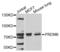PR/SET Domain 6 antibody, PA5-76284, Invitrogen Antibodies, Western Blot image 