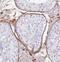 Testis Expressed 264, ER-Phagy Receptor antibody, FNab08611, FineTest, Immunohistochemistry frozen image 