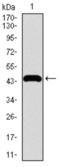 TRAF-Type Zinc Finger Domain Containing 1 antibody, abx016014, Abbexa, Western Blot image 