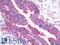 Transcription Factor A, Mitochondrial antibody, LS-C180634, Lifespan Biosciences, Immunohistochemistry paraffin image 