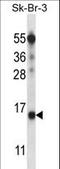 Basic Transcription Factor 3 Like 4 antibody, LS-C156882, Lifespan Biosciences, Western Blot image 