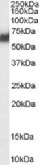 Protein disulfide-isomerase A2 antibody, MBS421333, MyBioSource, Western Blot image 