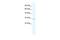 Chloride Intracellular Channel 2 antibody, PA5-41005, Invitrogen Antibodies, Western Blot image 