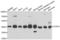 COP9 Signalosome Subunit 3 antibody, LS-C346188, Lifespan Biosciences, Western Blot image 
