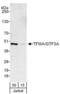 General Transcription Factor IIIA antibody, NBP2-04017, Novus Biologicals, Western Blot image 