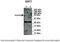 Sirtuin 1 antibody, 27-576, ProSci, Western Blot image 