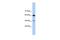 DAZ Associated Protein 1 antibody, PA5-41886, Invitrogen Antibodies, Western Blot image 