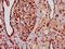 H2B/g antibody, orb517011, Biorbyt, Immunohistochemistry paraffin image 