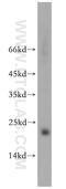 BCL2 Like 10 antibody, 18114-1-AP, Proteintech Group, Western Blot image 