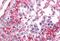Serine Hydroxymethyltransferase 1 antibody, MBS246261, MyBioSource, Immunohistochemistry paraffin image 