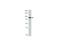 Mitotic Arrest Deficient 1 Like 1 antibody, LS-C82255, Lifespan Biosciences, Western Blot image 