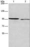 Intercellular Adhesion Molecule 5 antibody, LS-C403231, Lifespan Biosciences, Western Blot image 
