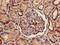 Forkhead Box Q1 antibody, CSB-PA874860LA01HU, Cusabio, Immunohistochemistry paraffin image 