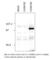 Chimerin 2 antibody, CHIM-212AP, FabGennix, Western Blot image 