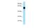 Complement regulatory protein Crry antibody, PA5-45763, Invitrogen Antibodies, Western Blot image 