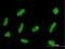 Zinc Finger Protein 254 antibody, H00009534-B01P, Novus Biologicals, Immunocytochemistry image 