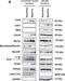 Minichromosome Maintenance 10 Replication Initiation Factor antibody, NB100-253, Novus Biologicals, Western Blot image 