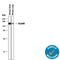 Activated Leukocyte Cell Adhesion Molecule antibody, AF1172, R&D Systems, Western Blot image 