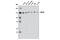 Transforming Acidic Coiled-Coil Containing Protein 3 antibody, 8069S, Cell Signaling Technology, Western Blot image 