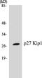 Cyclin Dependent Kinase Inhibitor 1B antibody, EKC1419, Boster Biological Technology, Western Blot image 