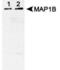 Microtubule Associated Protein 1B antibody, NBP1-42827, Novus Biologicals, Western Blot image 