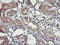 Tomoregulin-2 antibody, LS-C173807, Lifespan Biosciences, Immunohistochemistry frozen image 