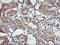 Transmembrane Protein With EGF Like And Two Follistatin Like Domains 2 antibody, LS-C173807, Lifespan Biosciences, Immunohistochemistry frozen image 