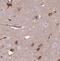 Nucleobindin 1 antibody, FNab05892, FineTest, Immunohistochemistry paraffin image 