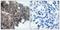 p21 antibody, PA5-38144, Invitrogen Antibodies, Immunohistochemistry frozen image 