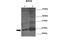 BCL2 Associated Athanogene 2 antibody, 29-709, ProSci, Immunohistochemistry paraffin image 