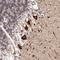 PRA1 Domain Family Member 2 antibody, NBP1-87886, Novus Biologicals, Immunohistochemistry frozen image 