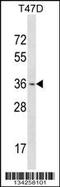 Orthodenticle Homeobox 1 antibody, 58-003, ProSci, Western Blot image 