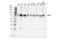 CXXC Finger Protein 1 antibody, 40672S, Cell Signaling Technology, Western Blot image 