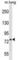 DnaJ Heat Shock Protein Family (Hsp40) Member C10 antibody, abx030485, Abbexa, Western Blot image 