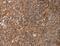 Apoptotic Peptidase Activating Factor 1 antibody, LS-C402084, Lifespan Biosciences, Immunohistochemistry frozen image 