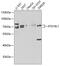 Autophagy Related 16 Like 1 antibody, GTX30072, GeneTex, Western Blot image 