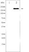 BRCA1 DNA Repair Associated antibody, abx012048, Abbexa, Western Blot image 