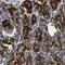 Trans-Golgi Network Protein 2 antibody, NBP1-86948, Novus Biologicals, Immunohistochemistry frozen image 
