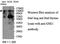 Gse1 Coiled-Coil Protein antibody, MBS416328, MyBioSource, Western Blot image 