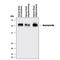 Neuroplastin antibody, AF5174, R&D Systems, Western Blot image 