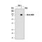 Macrophage Scavenger Receptor 1 antibody, MAB2708, R&D Systems, Western Blot image 