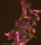 TNF Receptor Superfamily Member 1B antibody, ab8161, Abcam, Immunofluorescence image 