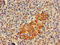 Twinfilin Actin Binding Protein 1 antibody, LS-C679930, Lifespan Biosciences, Immunohistochemistry paraffin image 