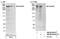 RAN Binding Protein 2 antibody, NB100-93338, Novus Biologicals, Western Blot image 
