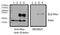 Zic Family Member 2 antibody, MBS422626, MyBioSource, Western Blot image 