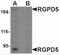 RANBP2 Like And GRIP Domain Containing 6 antibody, NBP2-41084, Novus Biologicals, Western Blot image 