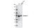 Synapsin I antibody, 5297S, Cell Signaling Technology, Western Blot image 
